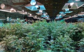 Plantação de maconha de Marisol Gardens em Pueblo, cidade do estado norte-americano do Colorado