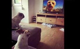 Dog-TV