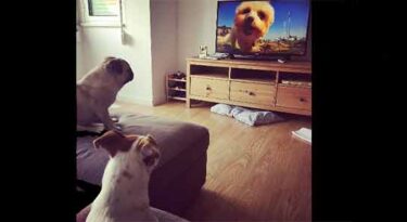Discovery traz ao Brasil canal de TV para cachorros