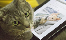 Gatos Facebook DT 1 (1)
