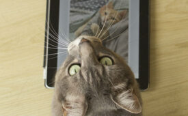 Gatos Facebook (DT) (4)