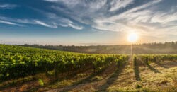 Ações digitais educativas revolucionam o agronegócio