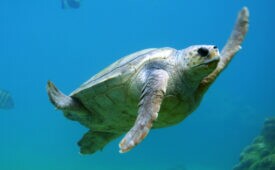 O Fórum Econômico Mundial estima que, em 2015, haverá mais plásticos do que peixes nos oceanos (Crédito: Reprodução/Tanguy Sauvin/Unsplash)
