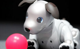 aibo