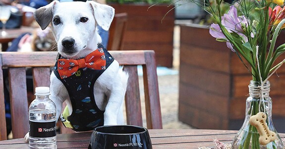 Pets e seus donos: consumidores fiéis