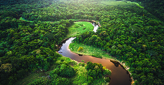 Bom Ar se une à WWF-Brasil para restaurar biomas brasileiros