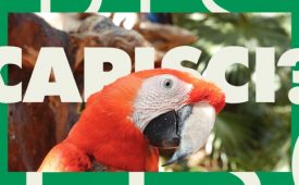 Crédito: divulgação