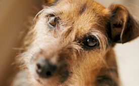 PEDIGREE_Adoption-(2)