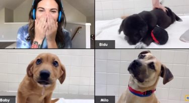 Pedigree promove videoconferências de adoção