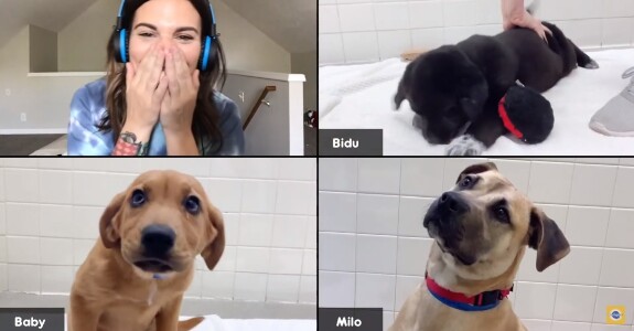 Pedigree promove videoconferências de adoção