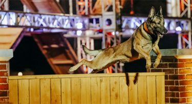 History e Seresto promovem desafio de cães em websérie
