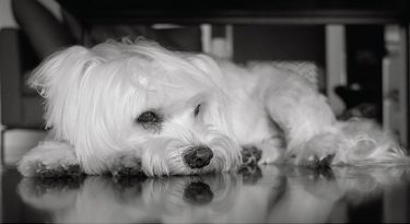 Ensinamentos de um cão velho