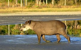 InstitutoIpe_Anta-Brasileira_Pantanal_Cred_INCAB-IPE_575