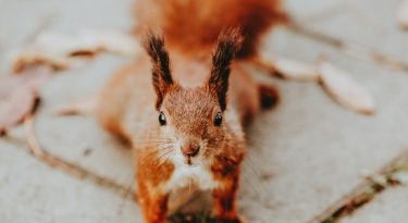 Aprendendo a fazer marketing com os esquilos