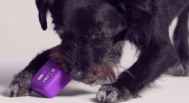 Nubank e Zee.Dog criam cartão para pets