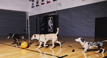 NBA chega ao mundo animal com Petlove