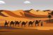 Zoo da inovação: O que é uma startup Camelo?
