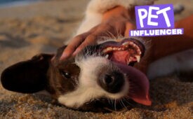 Pet Influecer I EP 1: evolução do mercado