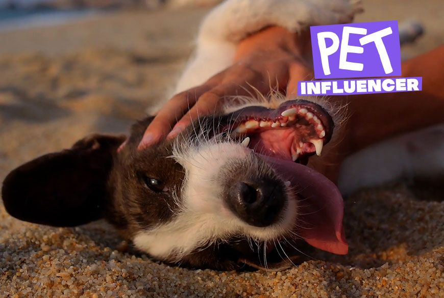 Pet Influencer
