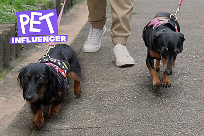 Pet Influencer I EP 2: os influenciadores