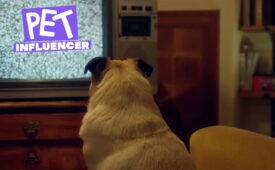 Pet Influencer I EP 3: influência dentro de casa