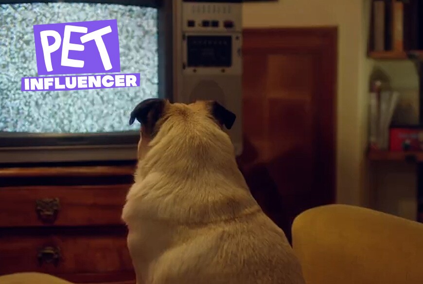Pet Influencer