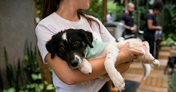 Pets celebridades buscam lar em ação da Petlove (Crédito: Divulgação)
