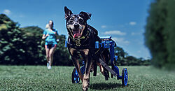 Decathlon incentiva exercícios junto a cães com deficiência