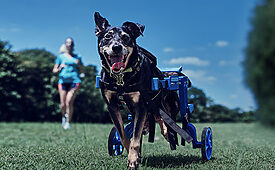 Decathlon quer promover a inclusão de pets com deficiência (Crédito: Divulgação)