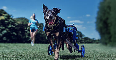 Decathlon incentiva exercícios junto a cães com deficiência