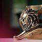 Por que Sustainable é a categoria mais corajosa de Cannes Lions