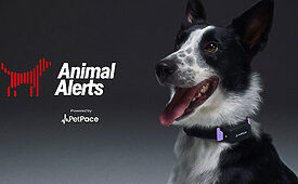 PetPace quer alertar população sobre terremotos (Crédito: Divulgação)