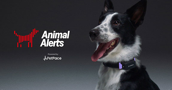 PetPace quer alertar população sobre terremotos (Crédito: Divulgação)