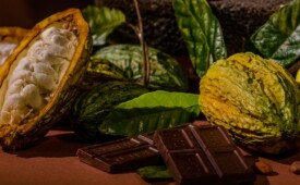 Cacau, principal matéria-prima para produção do chocolate, continua sofrendo com a alta dos preços por causa de uma crise que afeta principalmente as plantações na África