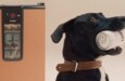 Consul incentiva adoção de cachorros mais velhos em nova ação
