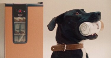 Consul incentiva adoção de cachorros mais velhos em nova ação