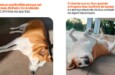 Cão Silveira estrela ação do Itaú nas redes sociais