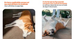 Cão Silveira estrela ação do Itaú nas redes sociais