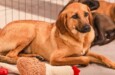 Petlove promove adoção às cegas para celebrar Dia da Família