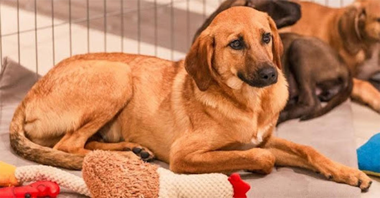 Petlove quer estimular a adoção de pets com ação para o dia da família (Crédito: Divulgação)