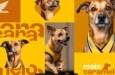 Cachorro caramelo vira influenciador em nova campanha da Honda Motos