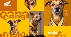 Cachorro caramelo vira influenciador em nova campanha da Honda Motos