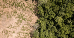 COP30: Tempo de regenerar