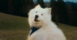 Asics anuncia cachorro como embaixador de marca