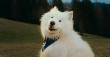 Asics anuncia cachorro como embaixador de marca