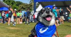 Asics abre inscrições para embaixadores caninos
