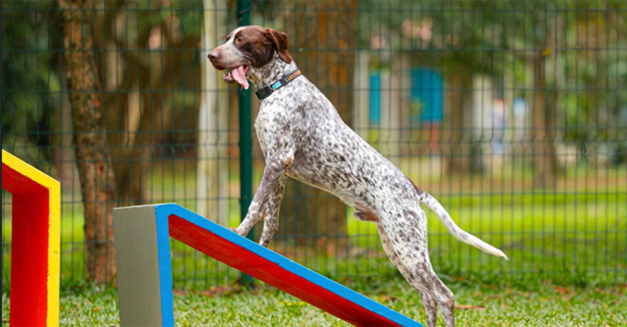 cachorródromo Ibirapuera