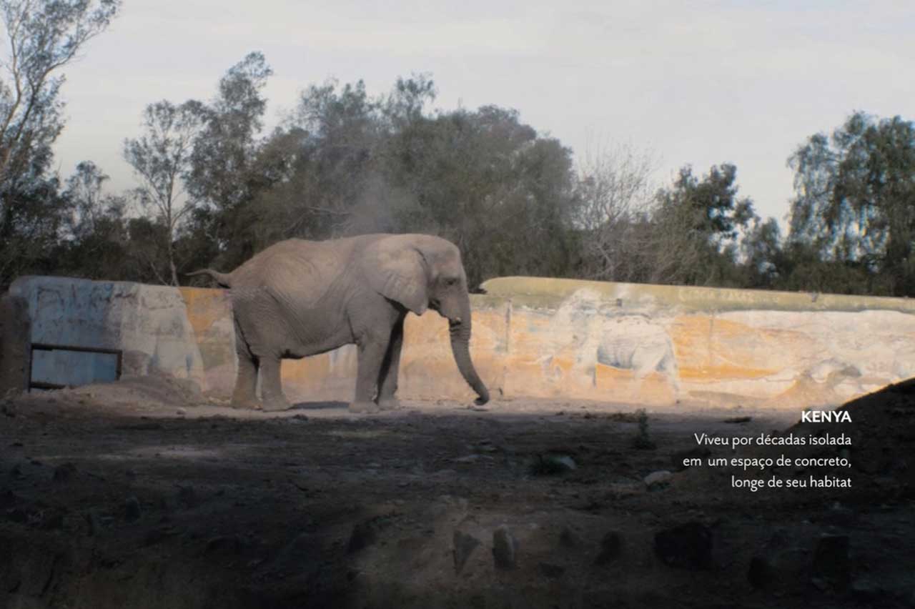 Amarula apresentará escultura itinerante em formato de elefante em homenagem às suas raízes (Crédito: Reprodução)