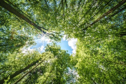 Qual foi o propósito da participação das marcas na COP30?