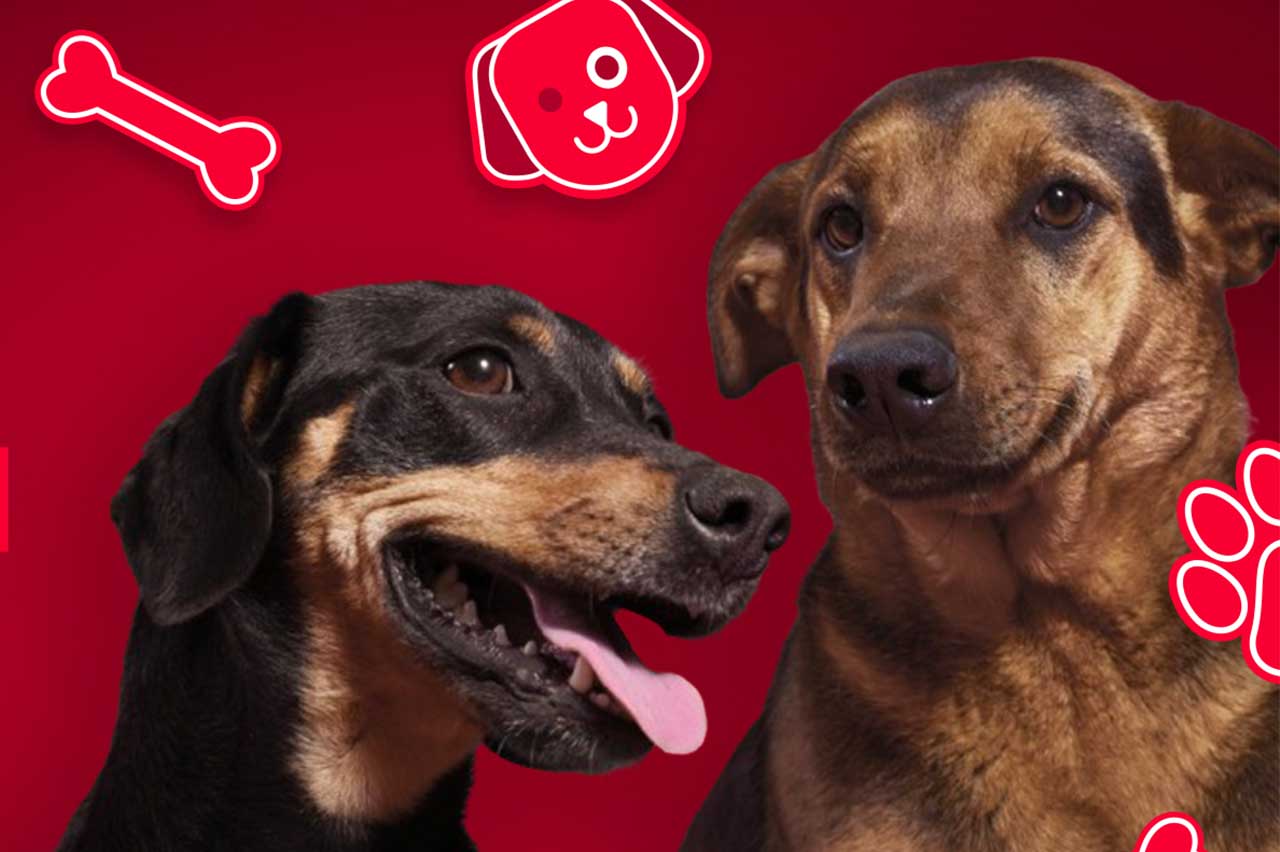 Americanas aproveita Black Friday para promover adoção de pets em parceria com a ONG Maxmello (Crédito: Divulgação)